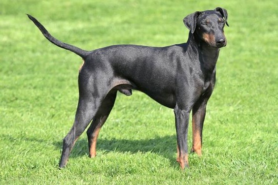 Manchester Terrier Dogs