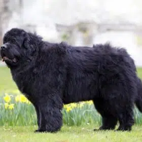 Newfoundland
