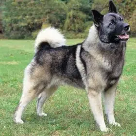 Norwegian Elkhound
