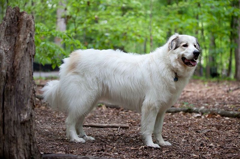 🐶 Pyrenean Mountain Dog - Dog Breed Information, Photo, Care, History ...