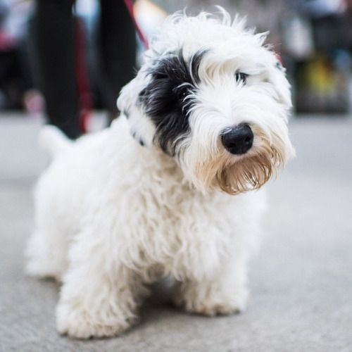 que problemas de salud tiene el sealyham terrier