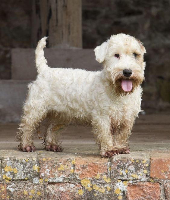 que problemas de salud tiene el sealyham terrier