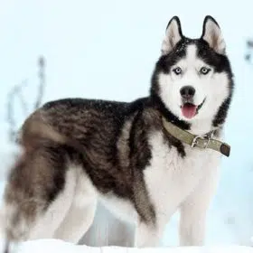 Siberian Husky