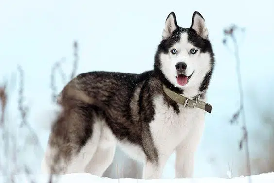 Husky Siberiano
