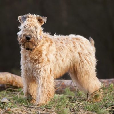 Soft-coated Wheaten Terrier