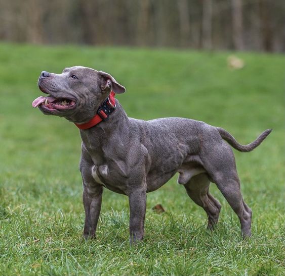 Staffordshire Bull Terrier - Dog Breed Information, Photo, Care ...