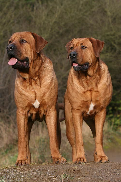 Pomeridiano O Di Razza Canina Per La Doccia in PET Siede Su Un Tavolo Di  Legno E Asciuga I Capelli Di Cane Con Panno Assorbente Bl Immagine Stock -  Immagine di igiene