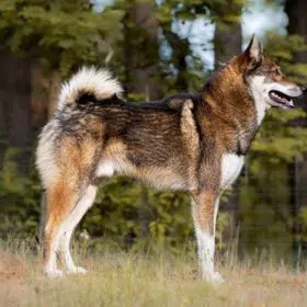 West Siberian Laika