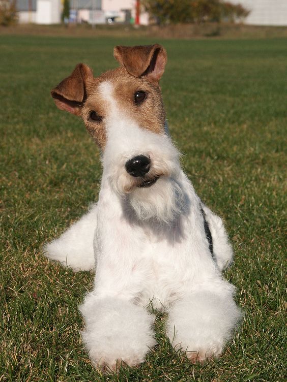 los fox terrier son buenos con los gatos