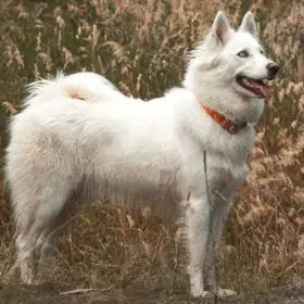 Yakutian Laika