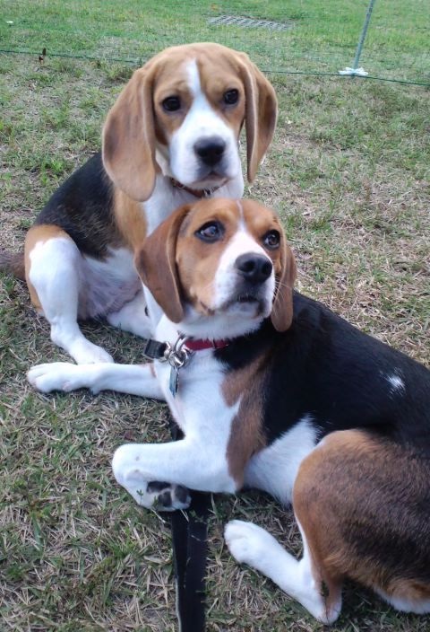 Beagle Harrier   Dog Breed Information, Photo, Care, History   Fellopet