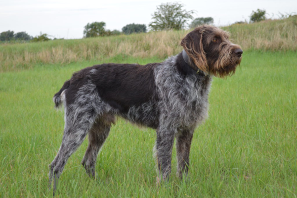 German Roughhaired Pointer