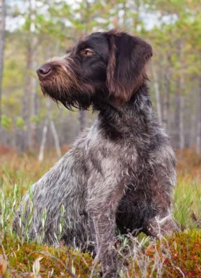 German Roughhaired Pointer