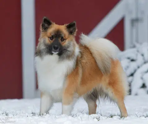 Icelandic Sheepdog
