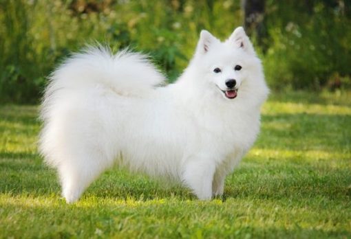 Japanese Spitz - Dog Breed Information, Photo, Care, History - Fello.pet