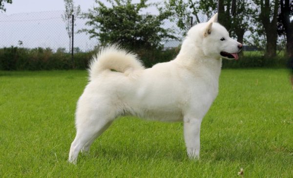 Kishu - Dog Breed Information, Photo, Care, History - Fello.pet