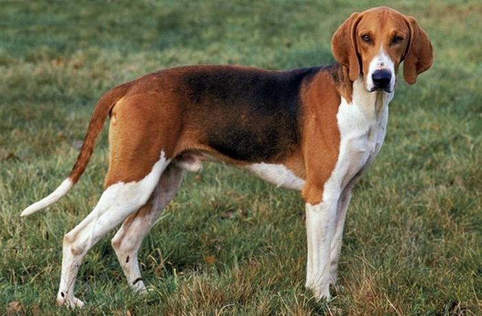 Poitevin Dog Breed Information, Photo, Care, History Fello.pet