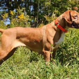 Portuguese Pointer