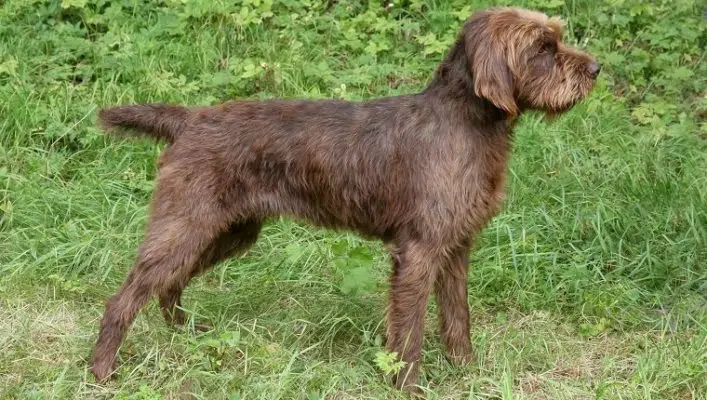 🐶 Pudelpointer - Información De Raza De Perro, Foto, Cuidado, Historia ...