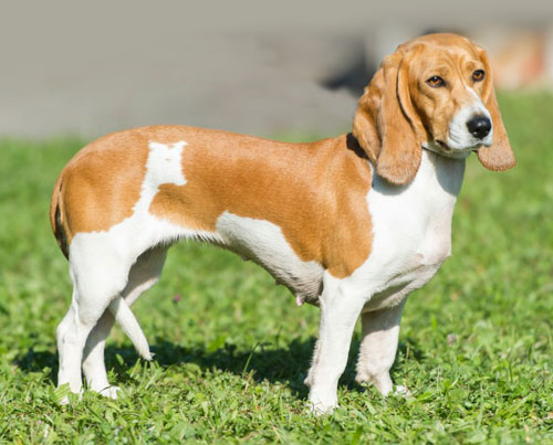 Small Schwyz Hound - Dog Breed Information, Photo, Care, History ...