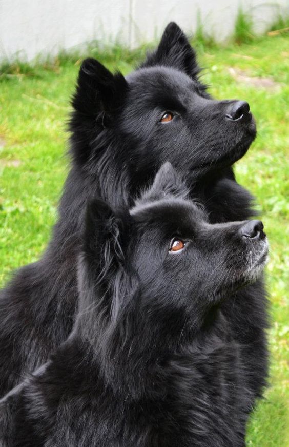 son perros lapphunds suecos buenos perros de apartamento