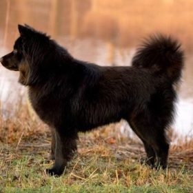 son perros lapphunds suecos buenos perros de apartamento