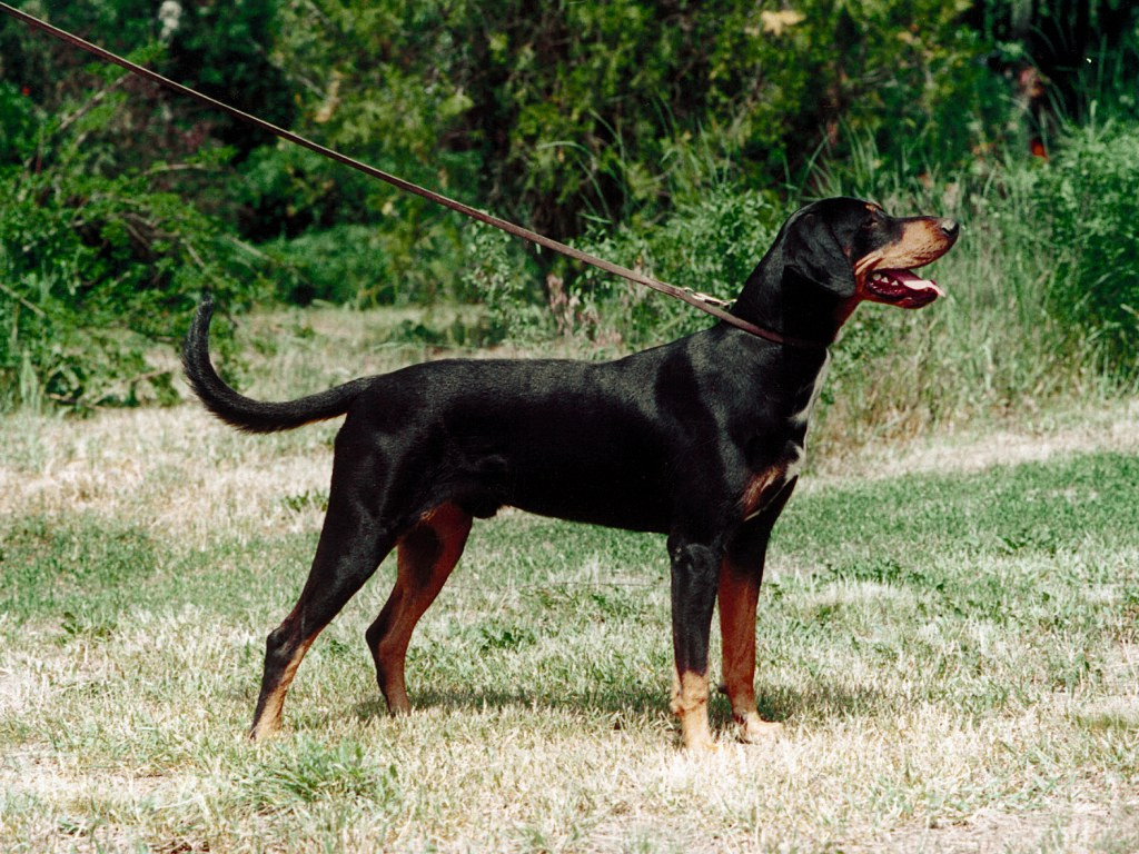 transylvanian dog