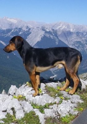 Tyrolean Hound