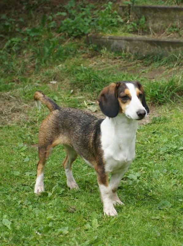 Westphalian Dachsbracke Dog Breed Information, Photo, Care, History