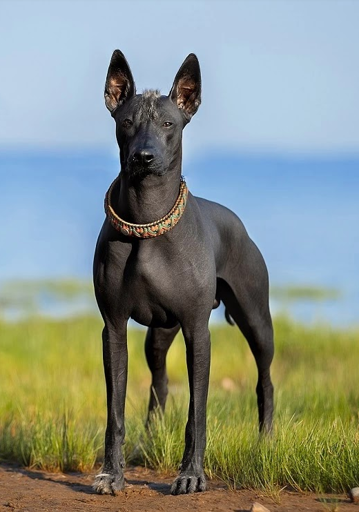 20 Cosas Que Debes Saber Del Xoloitzcuintle By Happy Can 41 Off