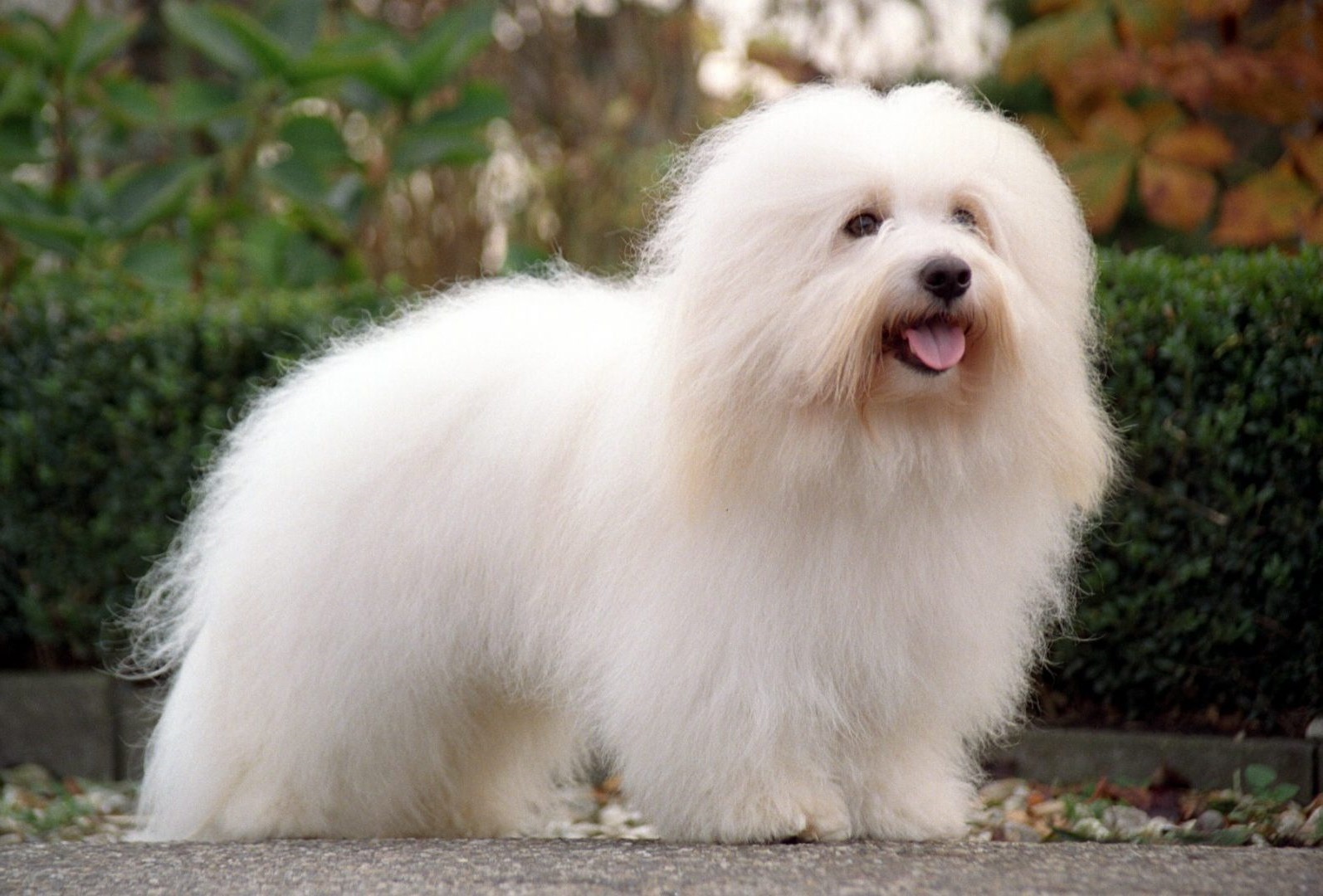 Coton De Tuléar - Dog Breed Information, Photo, Care, History - Fello.pet