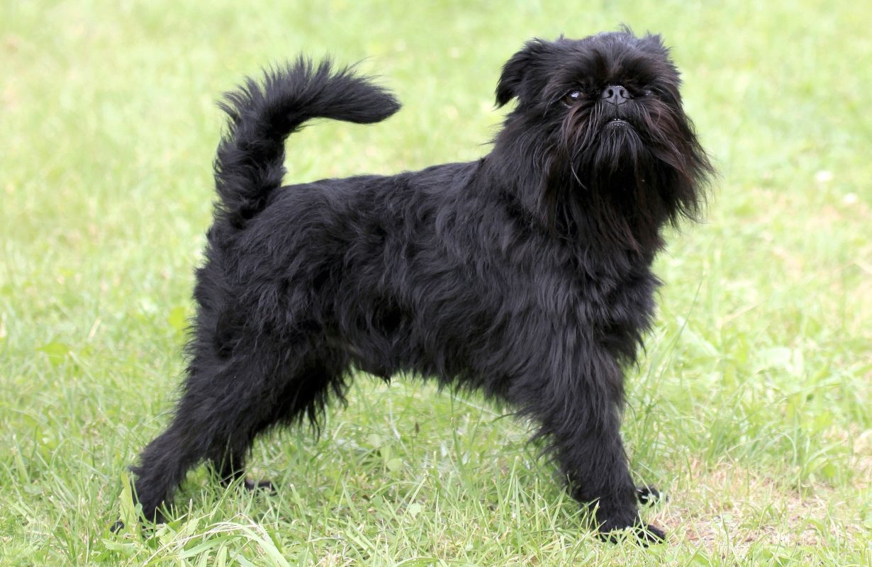 🐶 Griffon Belge - Dog Breed Information, Photo, Care, History - Fello.pet