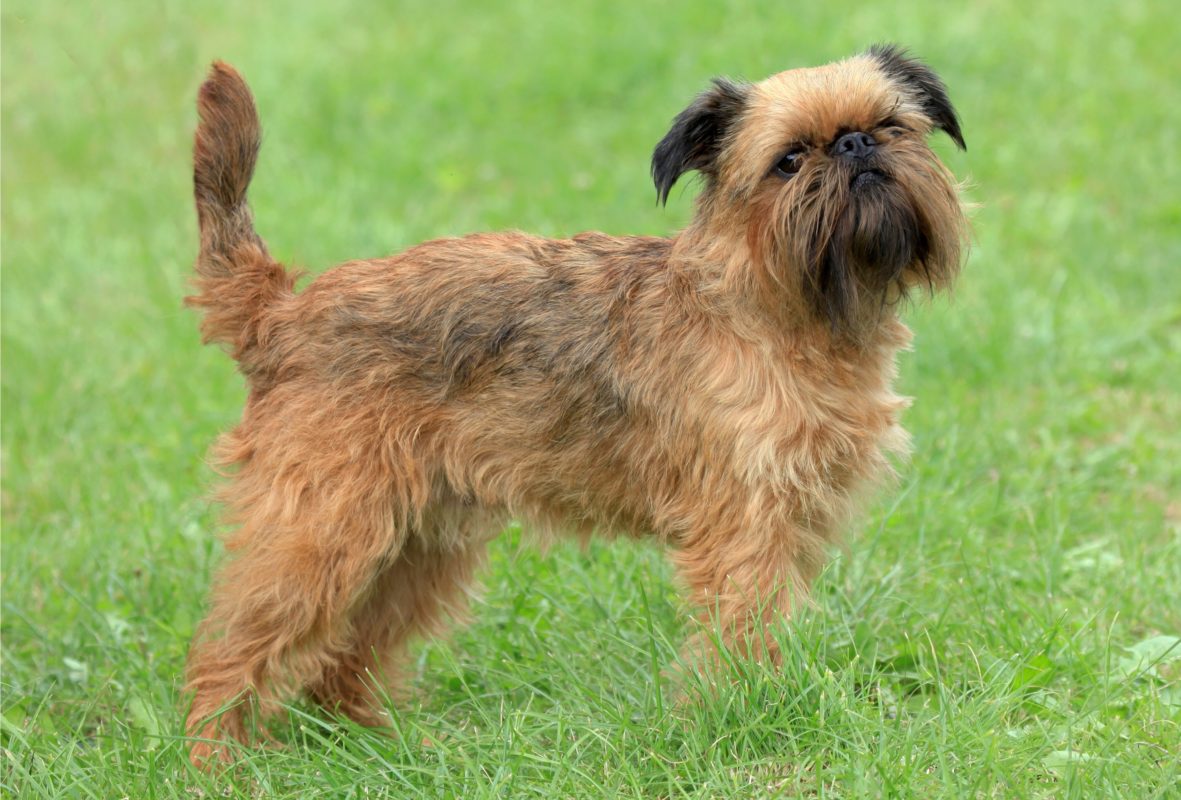 🐶 Griffon Bruxellois - Dog Breed Information, Photo, Care, History ...