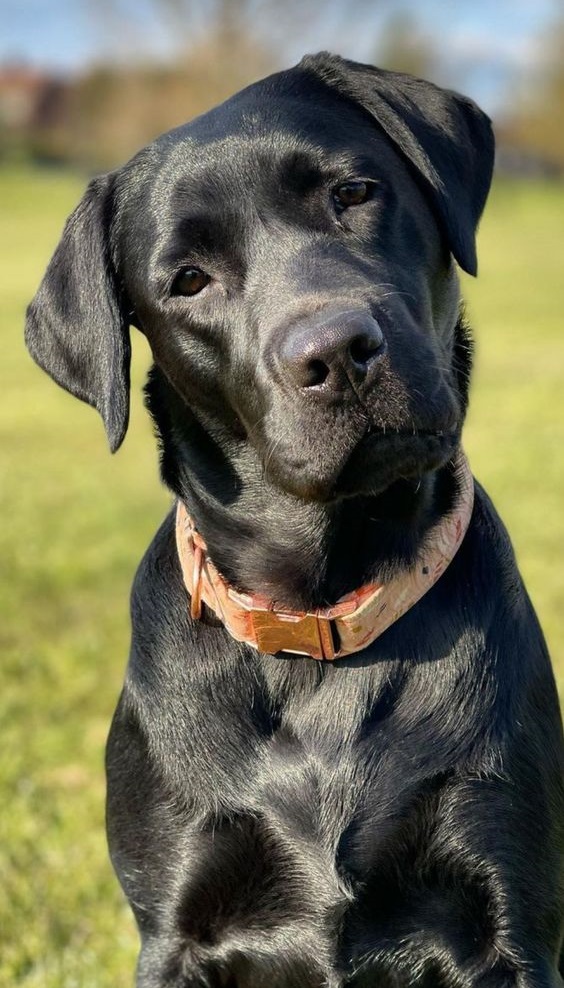 🐶 Лабрадор-ретривер - Інформація про породу собаки, Фото, Догляд ...