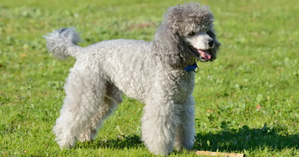 Poodle - Dog Breed Information, Photo, Care, History - Fello.pet