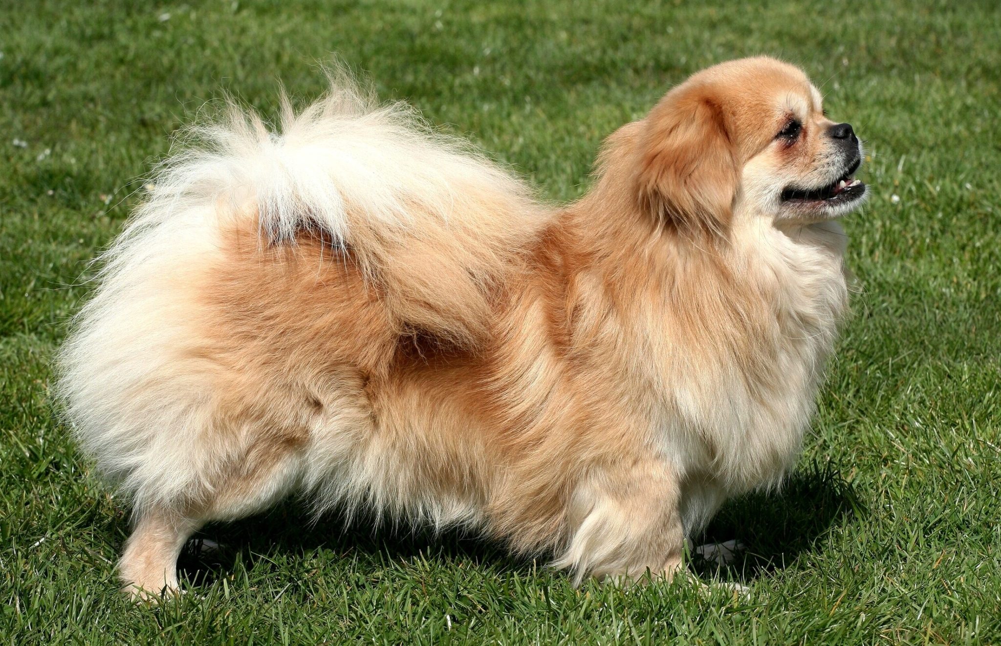 Tibetan Spaniel Dog Breed Information, Photo, Care, History Fello.pet
