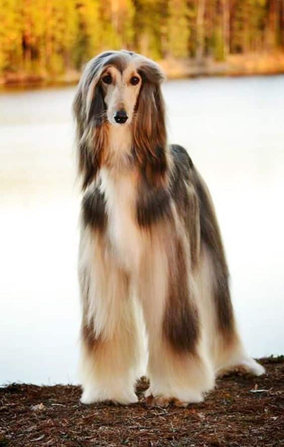 Dogs Cats Fish Про нас Контакти Політика конфіденційності