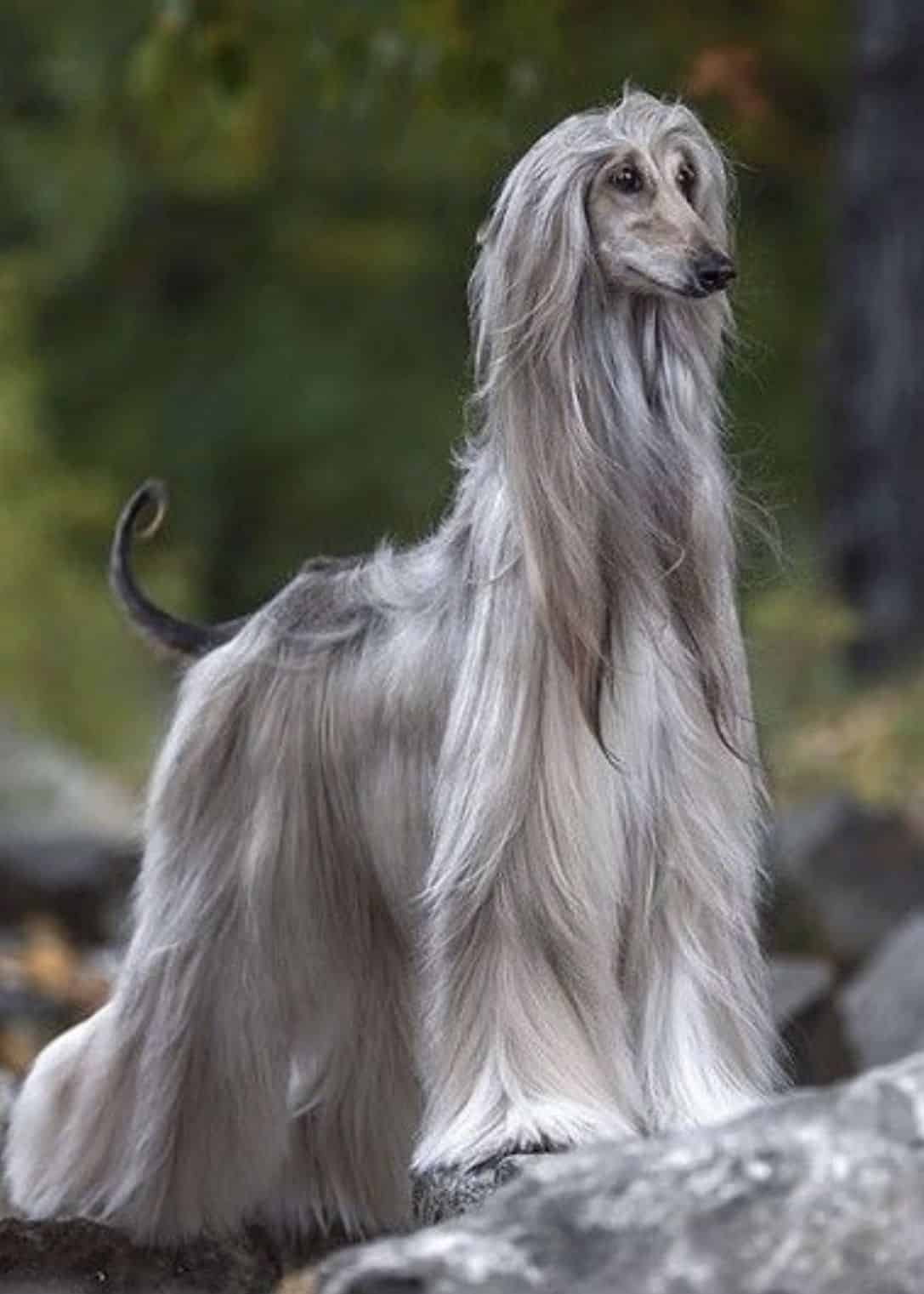 Dogs Cats Fish Про нас Контакти Політика конфіденційності