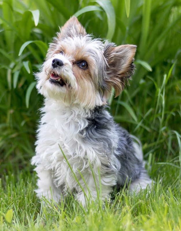 🐶 Бівер - Інформація про породу собаки, Фото, Догляд, Історія - Fello.pet