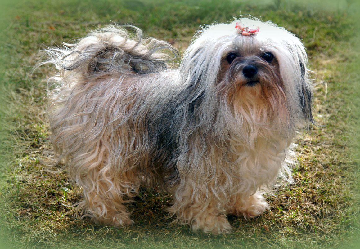 🐶 Bolonka - Dog Breed Information, Photo, Care, History - Fello.pet