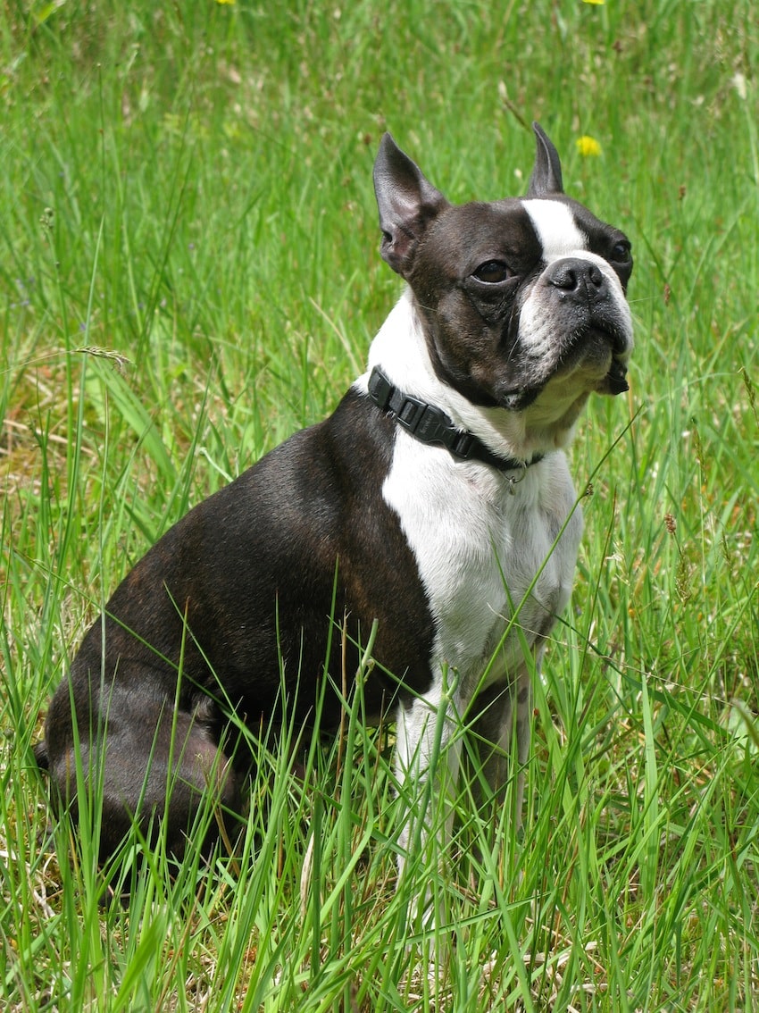 son los boston terriers perros nerviosos