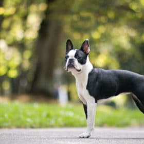 son los boston terriers propensos a problemas en las articulaciones