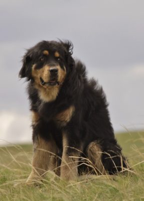 Buryat-Mongolian Wolfhound
