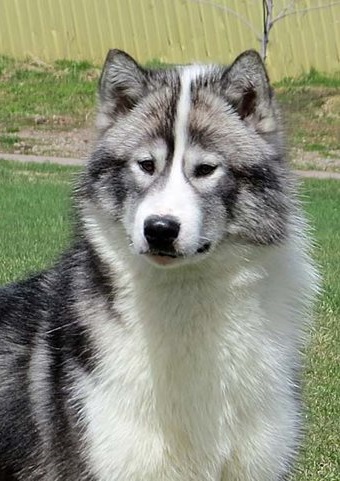 Canadian Eskimo Dog - Dog Breed Information, Photo, Care, History ...