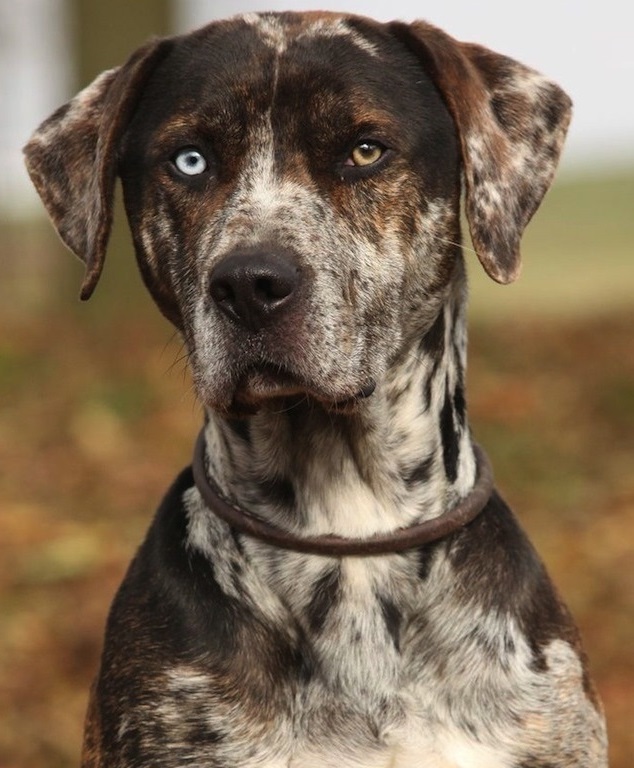 Catahoula Leopard Dog - Dog Breed Information, Photo, Care, History ...