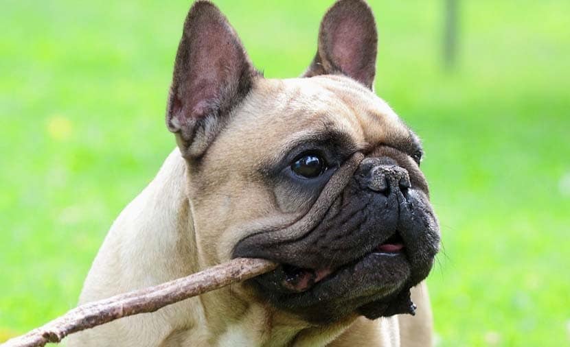 🐶 Bulldog Francés - Información De Raza De Perro, Foto, Cuidado, Historia  