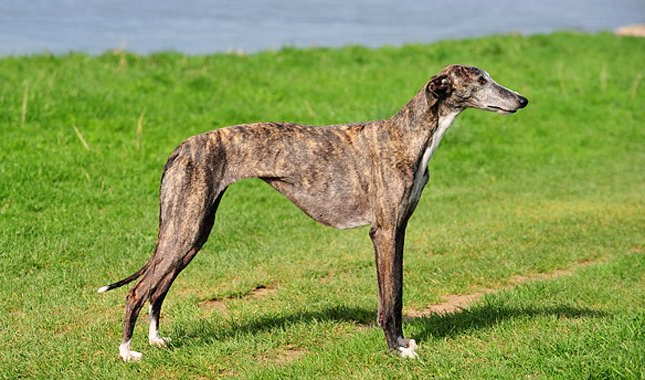 DIFERENÇAS entre GALGO INGLÊS e GALGO ESPANHOL