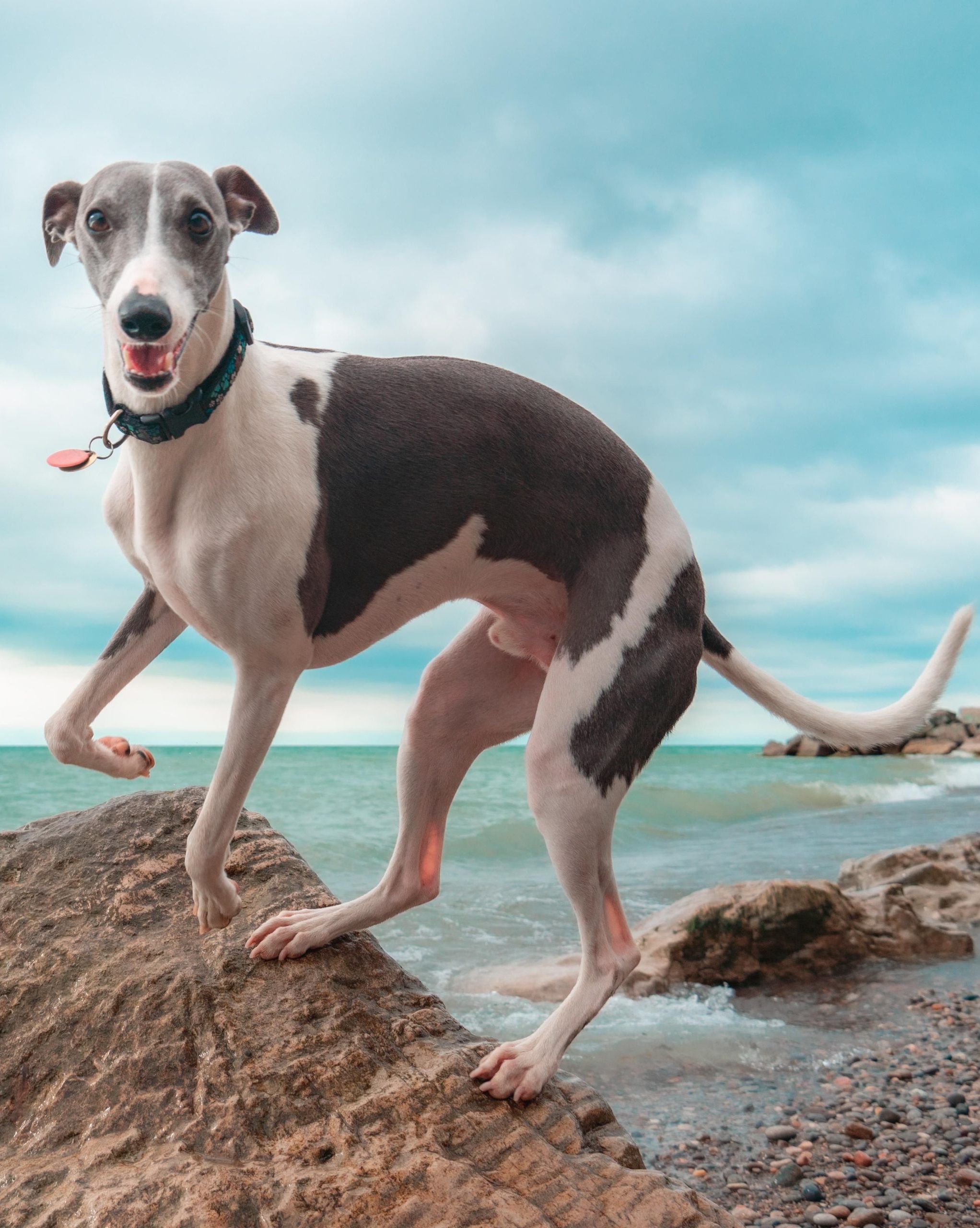 Whippet Dog Breed Information, Photo, Care, History Fello.pet