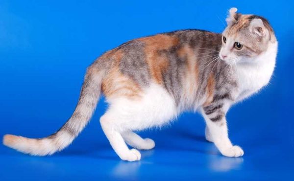 American Curl Shorthair - Сat Breed Information, Photo, Care, History 