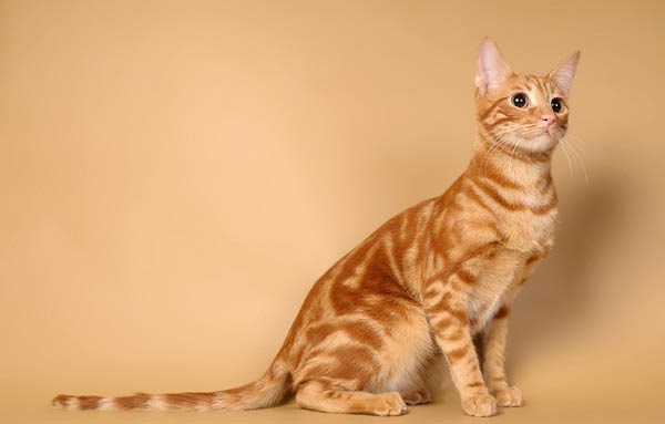 Anatolian Cat